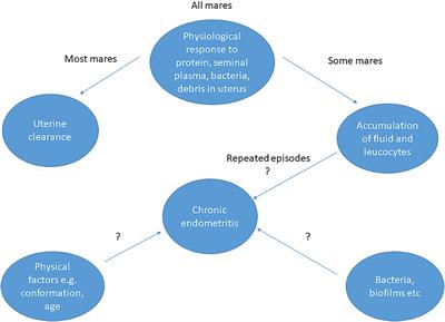 A Novel Approach to Minimising Acute Equine Endometritis That May Help to Prevent the Development of the Chronic State